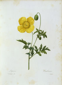 Gelber Scheinmohn / Redoute von klassik art