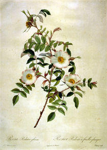 Rosa redutea glauca/Stich nach Redoute von klassik art