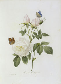 Teerose / / Redoute 1835 Nr.123 von klassik art