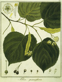 Linde (Tilia pauciflora)/Radierung Haas von klassik art