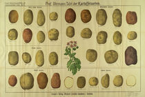 Tafel der Kartoffelsorten / Graser's by klassik art
