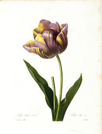 Tulpe / Redoute von klassik art