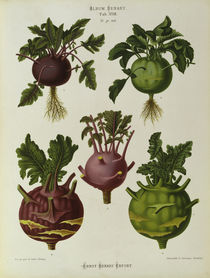 Kohlrabi, Album Benary /Farblithographie by klassik art