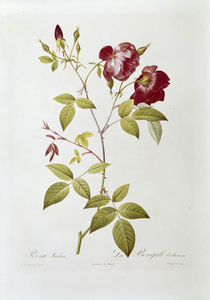 Rosa indica / Redoute by klassik art