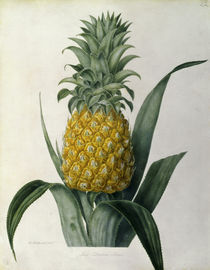Ananas / Farblitho nach William Hooker von klassik art