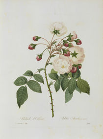 Rose Adelia Aurelianensis / Redoute 1835 von klassik art