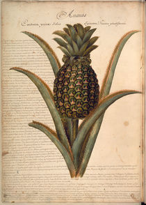 Ananas / Ch.Plumier von klassik art