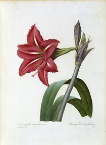 Amaryllis brasiliensis / Redoute by klassik art