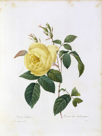 Rosa Indica / Redoute 1835, T.122 by klassik art