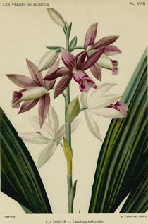 Orchidee/Aquarell Redoute von klassik art