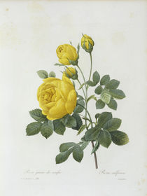 Schwefelgelbe Rose / / Redoute 1835 von klassik art