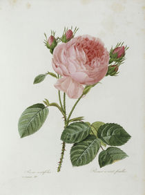 Rosa centifolia / Redoute 1835 Nr.119 by klassik art