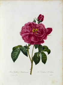 Rosa Gallica / Redoute 1835, T.121 von klassik art