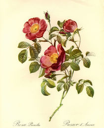 Rosa pumila/Stich nach Redoute by klassik art