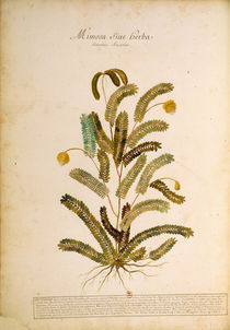 Mimosa / Ch.Plumier von klassik art