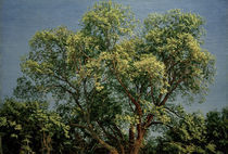 A.A.Iwanow, Baum im Chigi von klassik art