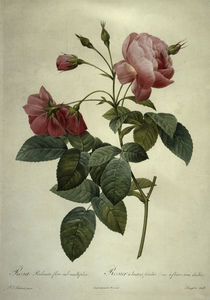 Rosa reclinata flore sub mutiplici von klassik art