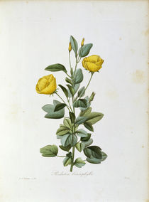 Redutea heterophylla / Redoute by klassik art
