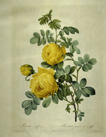 Rosa sulfurea/Stich nach Redoute von klassik art