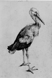 A.Duerer, Storch by klassik art