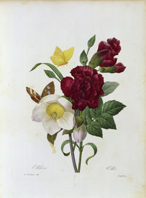 Christrose u.Nelke / Redoute von klassik art