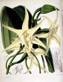 Orchidee / W.H.Fitch, 1876 von klassik art