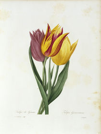 Tulpe Gesneriana / Redoute von klassik art