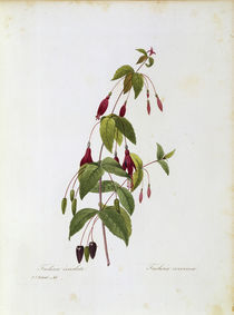 Fuchsia / Redoute by klassik art