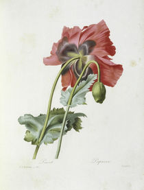 Mohn / Redoute von klassik art