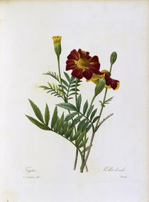 Tagetes / Redoute von klassik art