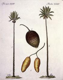 Palmen / aus Bertuch 1796 von klassik art