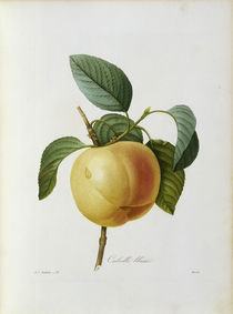 Apfel, Calville blanc / Redoute by klassik art