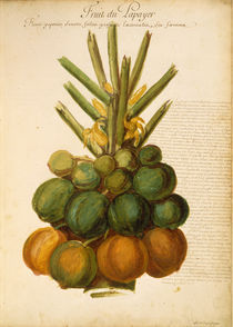 Papaya / Ch.Plumier von klassik art