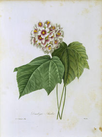 Dombeya Ameliae / Redoute von klassik art