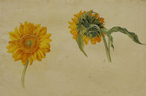 Franz Horny, Sonnenblumen by klassik art