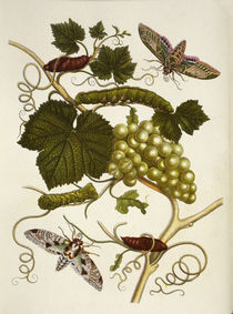 Weinrebe und Nachtfalter / M.S.Merian by klassik art