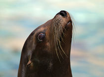 Seal by Ken Williams