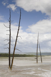 Yellowstone National Park by Tom Hanslien