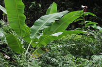 Banana tree leaves in tropical garden, close-up, Big Island, Hawaii Islands, United States von Sami Sarkis Photography