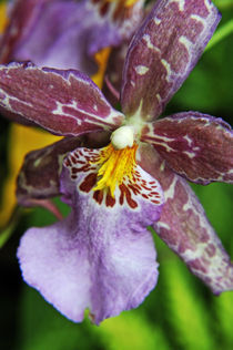 Purple Orchids, close-up, Big Island, Hawaii Islands, United States by Sami Sarkis Photography