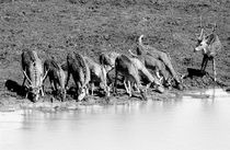 Deer in Yala National Park, Sri Lanka von Alex Soh