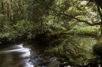  New Zealand, East Coast, Te Urewera National Park by Jason Friend