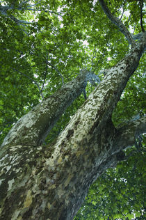 Frankreich, Rhône-Alpes, Annecy Tree von Jason Friend