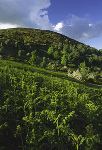 Scotland, Scottish Borders, Eildon Hills. by Jason Friend