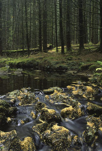 Scotland, Dumfries &Amp; Galloway, Galloway Forest Park. by Jason Friend