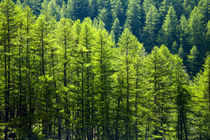  Frankreich, Rhône-Alpes, The Nationalpark Ecrins von Jason Friend