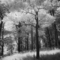 England, Tyne &Amp; Wear, Holywell Dene. by Jason Friend