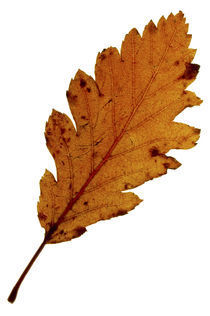  Autumn Leaves von Jason Friend