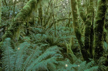  New Zealand, Southland, Fiordland National Park by Jason Friend