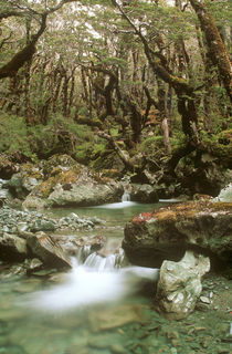 Neuseeland, Otago, Wakatipu Wald von Jason Friend